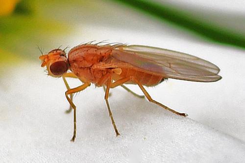 Scaptomyza flava